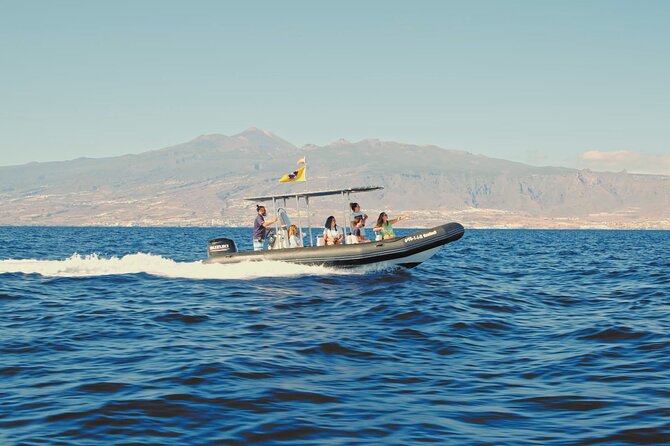 Whale and Dolphin Watching EcoAdventure in Tenerife - What You Might See Off Tenerife: Pilot Whales, Dolphins, and the Occasional Turtle