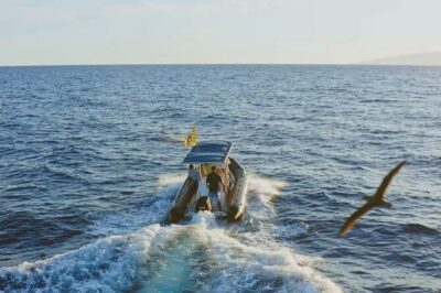 Whale and Dolphin Watching EcoAdventure in Tenerife - On Board With a Hydrophone: Why Hearing Cetaceans Changes Everything