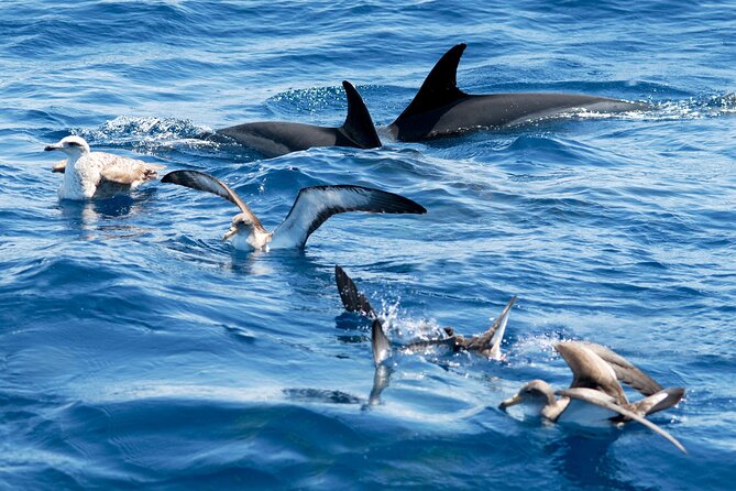 Whale and Dolphin Watching EcoAdventure in Tenerife - The Channel Context: Why This Part of the Atlantic Matters