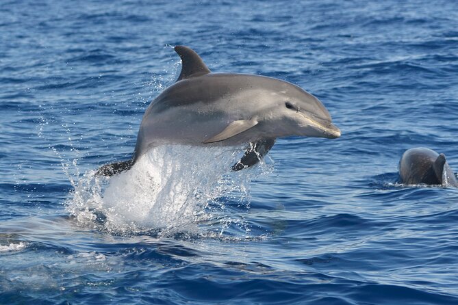 Whale and Dolphin Watching EcoAdventure in Tenerife - Inside the Briefing: Learning Before You Even Hit Open Water