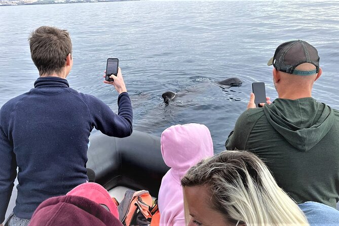 Whale and Dolphin Watching EcoAdventure in Tenerife - Price and Value: Is $65.17 Worth It?