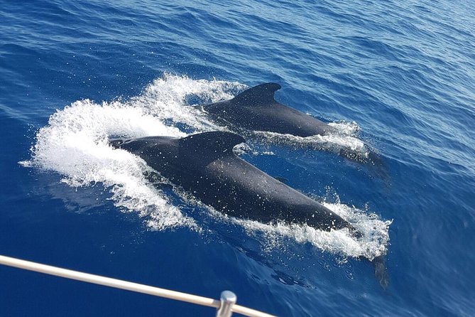 Whale and Dolphin Watching Sailing Boat with Drinks, Snacks and Swimming Time - Key Highlights You’ll Feel on This Sail