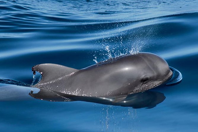 Whale and Dolphin Watching Sailing Boat with Drinks, Snacks and Swimming Time - Swimming and Snorkeling: What You Can Expect at the Water Stop