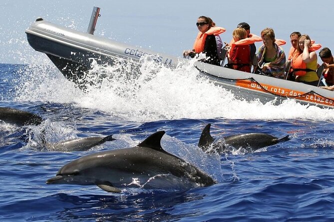 Whale and Dolphin Watching Tour from Funchal - Key things to know before you go