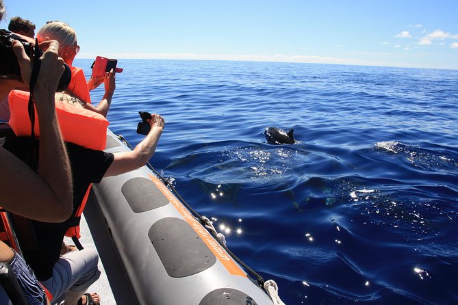 Whale and Dolphin Watching Tour from Funchal - How the Rota dos Cetáceos hunt really works off Madeira