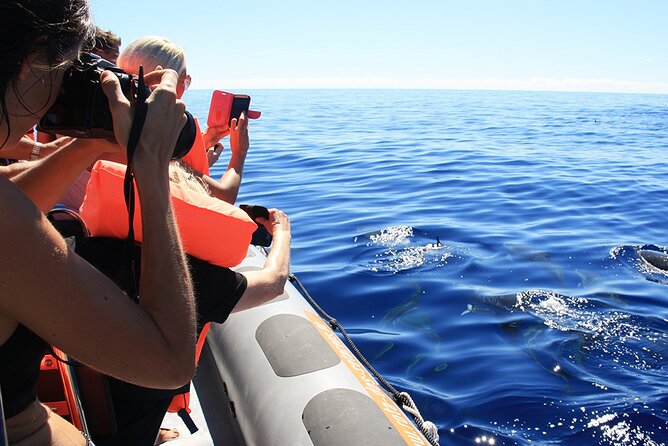 Whale and Dolphin Watching Tour from Funchal - The marine biologist briefing: your head start for better spotting