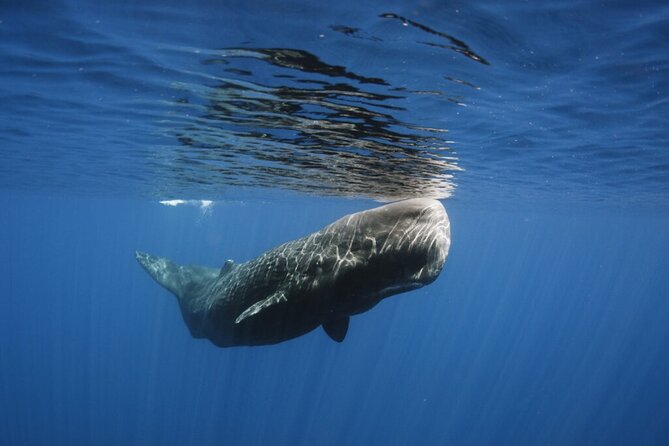 Whale and Dolphin Watching Tour from Funchal - Stop 1: Rota dos Cetáceos and the wildlife-spotting style