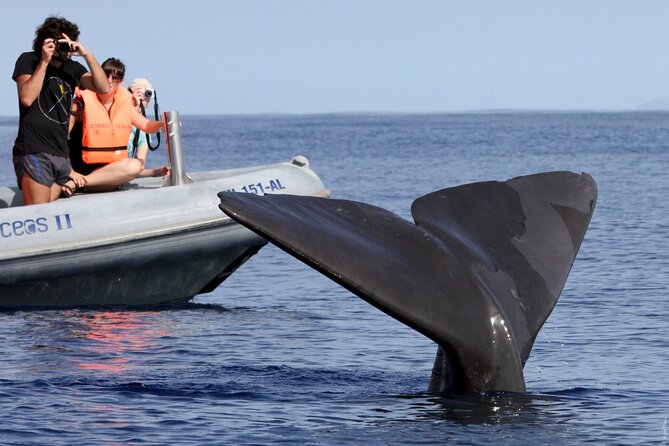 Whale and Dolphin Watching Tour from Funchal - Snorkelling time and possible dolphin swims: season matters