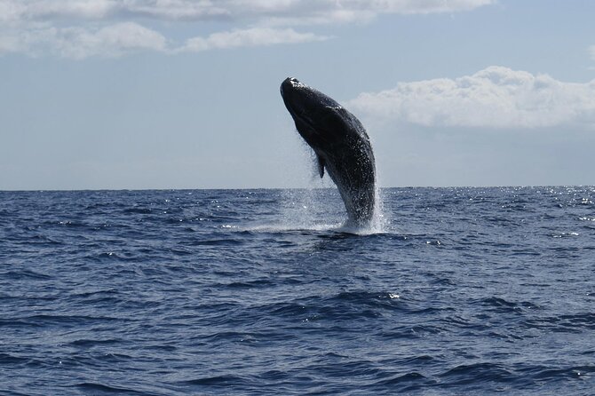 Whale and Dolphin Watching Tour from Funchal - Price and value: what $58.07 buys you in real terms