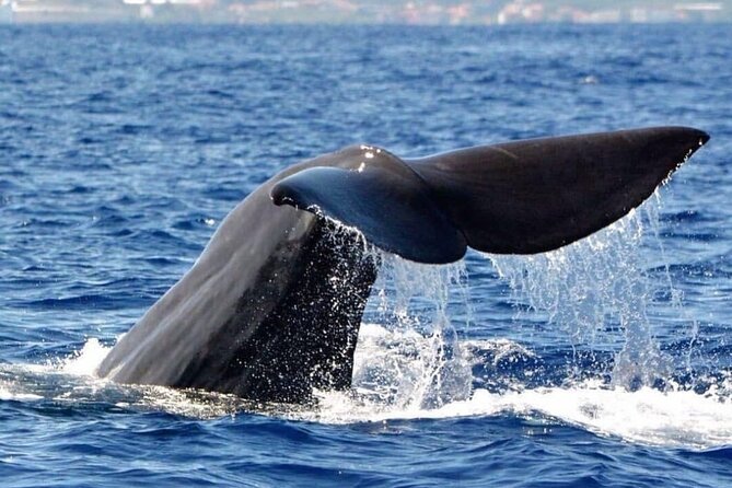 Whale and Dolphin Watching Tour from Funchal - 2.5 hours on the water: pace, comfort, and what to expect