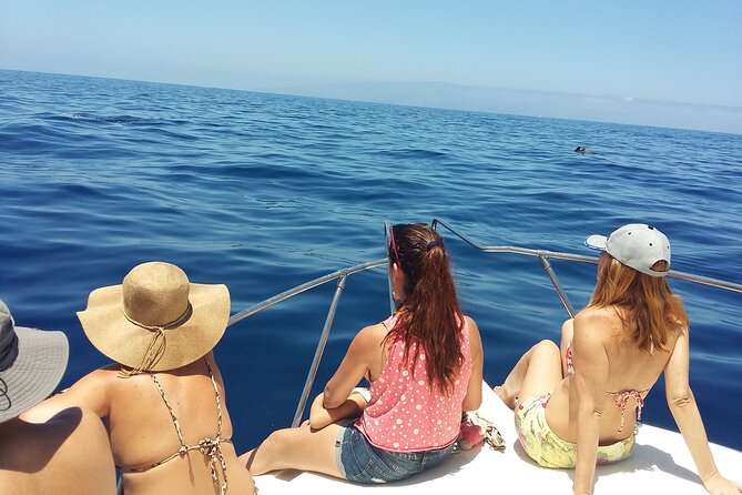 Whale and dolphin watching tour Los Gigantes and Masca in small groups - Getting started in Playa San Juan (and why the meeting point matters)