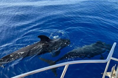 Whale and dolphin watching tour Los Gigantes and Masca in small groups - What you’re actually doing on the boat: whales, dolphins, and marine fauna