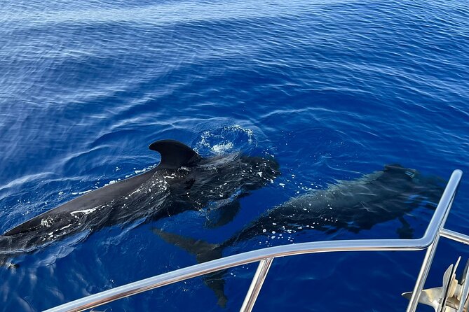 Whale and dolphin watching tour Los Gigantes and Masca in small groups - What you’re actually doing on the boat: whales, dolphins, and marine fauna