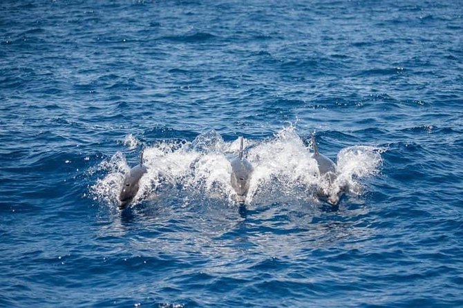 Whale and Dolphin Watching Yacht Trip in Puerto Colon - Puerto Colón’s small-yacht setup: why the size matters
