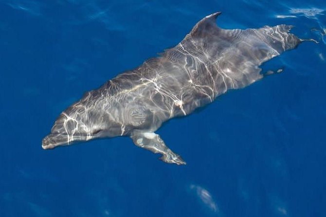 Whale and Dolphin Watching Yacht Trip in Puerto Colon - Snacks, drinks, and the on-board comfort that makes 3 hours work