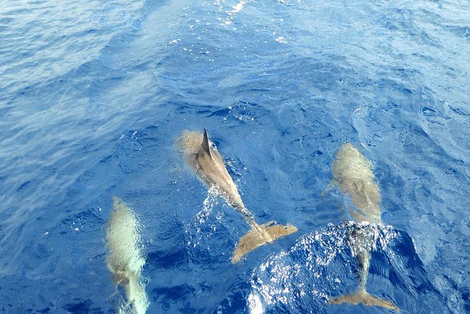 Whale and Dolphin Watching Yacht Trip in Puerto Colon - Sunset at 19:00: shorter, with a trade-off you should plan for
