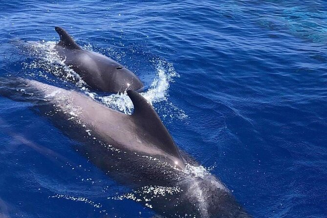 Whale and Dolphin Watching Yacht Trip in Puerto Colon - Practical tips so your day runs smoothly