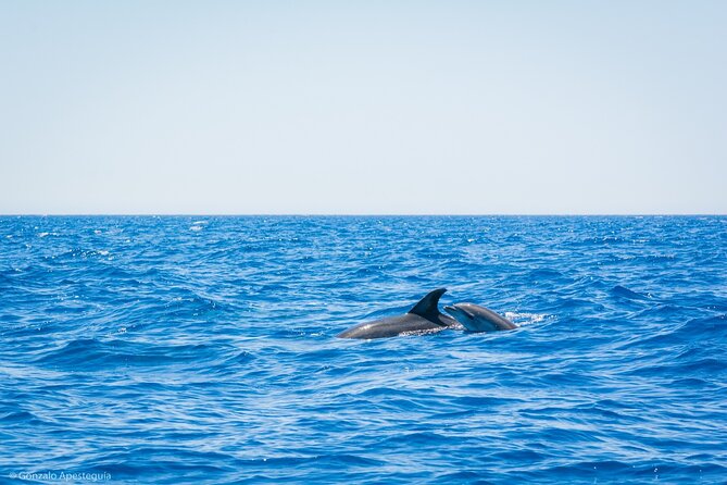 Whale & Dolphin Observation on Silent Catamaran with Hydrophone - Silent Catamaran Meets Hydrophone Listening in Puerto Calero