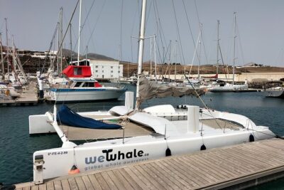 Whale & Dolphin Observation on Silent Catamaran with Hydrophone - Before You Go: The 9:00 AM Schedule and Where to Meet