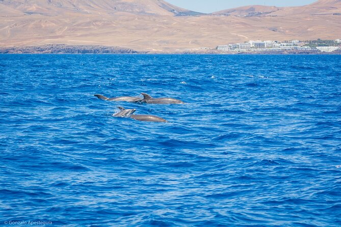 Whale & Dolphin Observation on Silent Catamaran with Hydrophone - The Hydrophone Expectation: When You Might Hear More