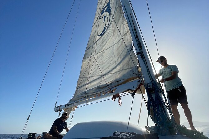 Whale & Dolphin Observation on Silent Catamaran with Hydrophone - Responsible Viewing: Why Staying Back Can Still Feel Worth It