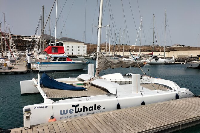 Whale & Dolphin Observation on Silent Catamaran with Hydrophone - Before You Go: The 9:00 AM Schedule and Where to Meet