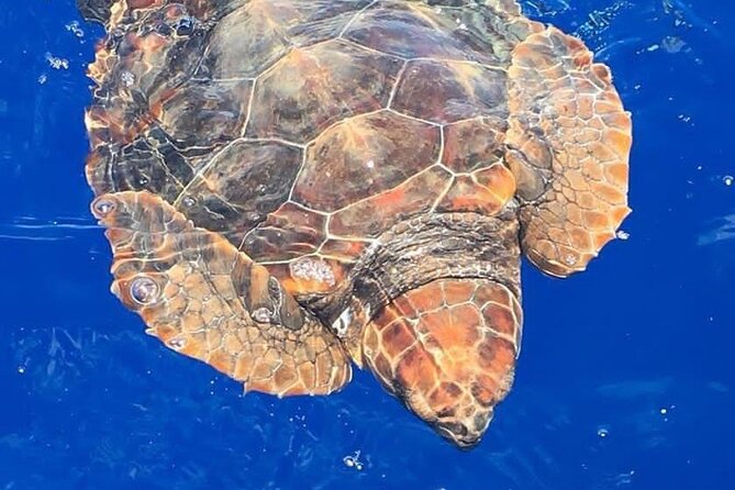 Whale & Dolphin Watching in Madeira - Key highlights you’ll feel right away