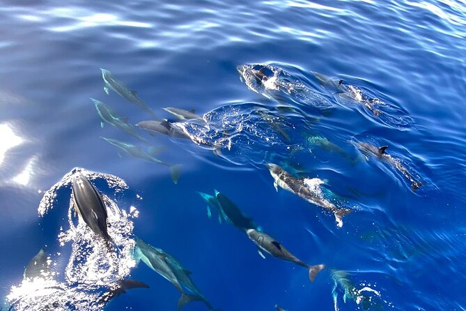Whale & Dolphin Watching in Madeira - Your 2-hour plan: what the day feels like on the water