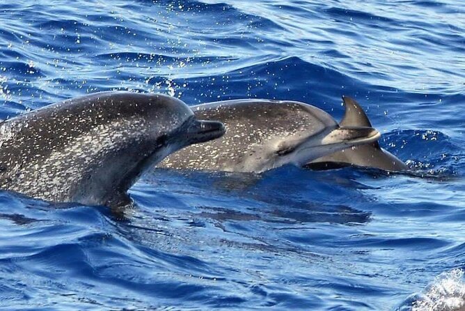 Whale & Dolphin Watching in Madeira - Stop 2: Prainha do Canical and Prainha-style coastline time