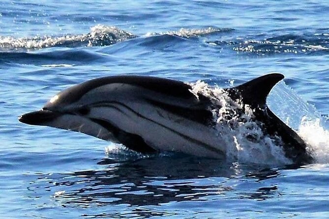Whale & Dolphin Watching in Madeira - Cais do Sardinha: clear water time and the chance to cool off