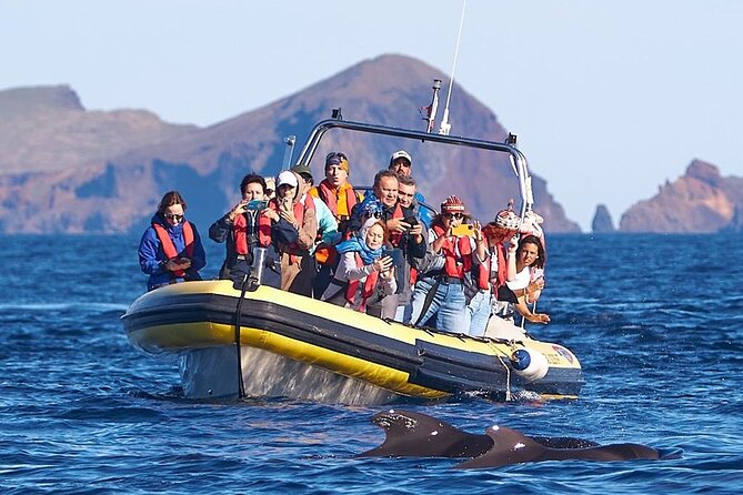 Whale & Dolphin Watching in Madeira - Stop 1: Ponta de São Lourenço and the thrill of open-coast watching