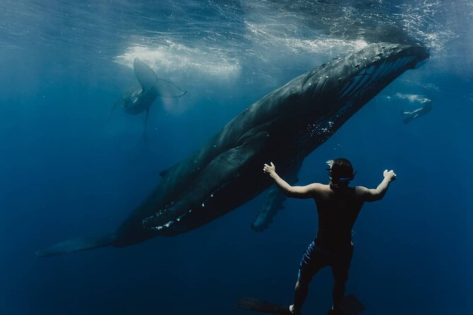 Whale Tour - Observe and swim with whales - The Real Appeal: Moorea’s whale season, with rules that matter