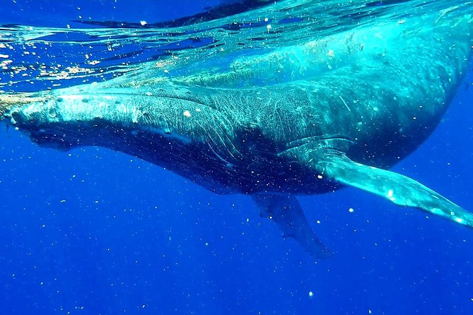 Whale Tour - Observe and swim with whales - 4 hours in practice: how the day usually unfolds
