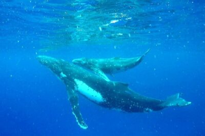 Whale Tour - Observe and swim with whales - Whale search and swim time in Moorea: what you’re aiming for