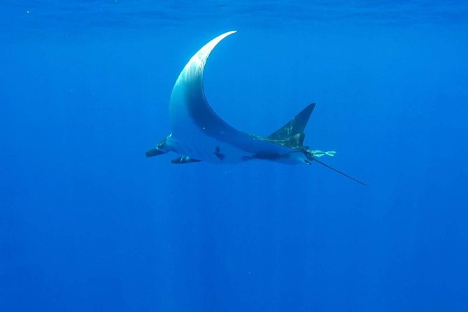 Whale Tour - Observe and swim with whales - What to pack: the few non-negotiables