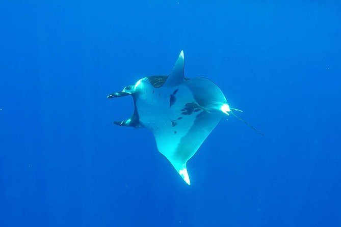 Whale Tour - Observe and swim with whales - Animals you can realistically hope to see