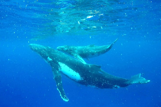 Whale Tour - Observe and swim with whales - Whale search and swim time in Moorea: what you’re aiming for