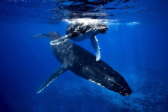 WHALE TOUR - Watching and Swimming with Whales - Why This Whale Swim Feels Different in Moorea