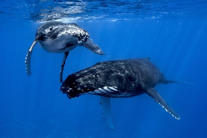 WHALE TOUR - Watching and Swimming with Whales - Key Points You Should Know Before You Go