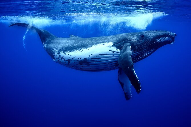 WHALE TOUR - Watching and Swimming with Whales - Your Guide and Captain: What They Do That Makes the Difference