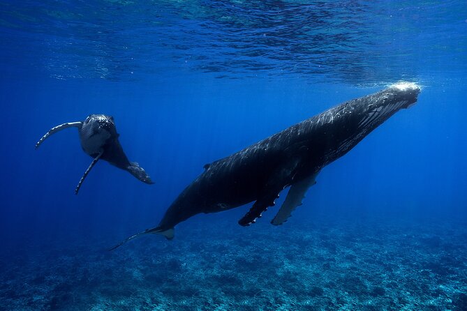 WHALE TOUR - Watching and Swimming with Whales - The Open-Air Boat Reality Check