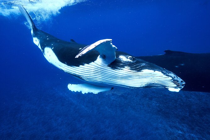 WHALE TOUR - Watching and Swimming with Whales - When You Get in the Water: What Swimming Feels Like