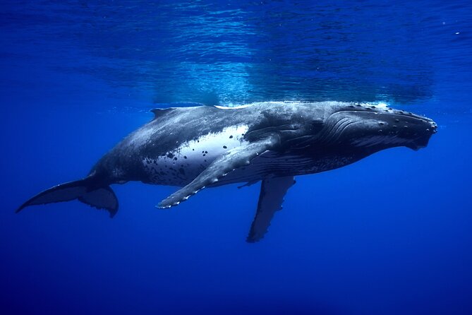 WHALE TOUR - Watching and Swimming with Whales - Whale Respect Rules You’ll Actually Feel During the Tour