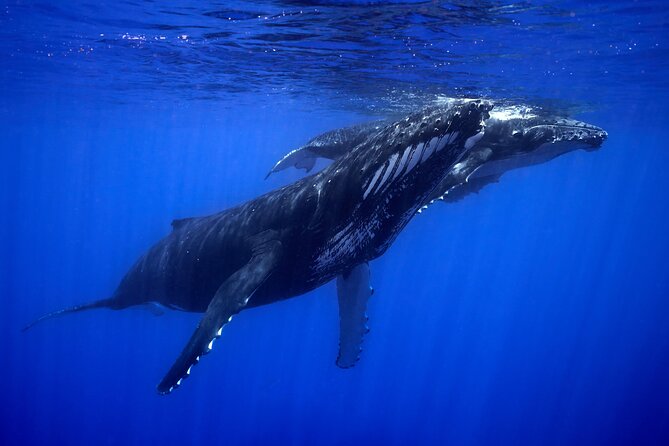 WHALE TOUR - Watching and Swimming with Whales - The Best-Case Scenario: Mother and Calf Close Encounters