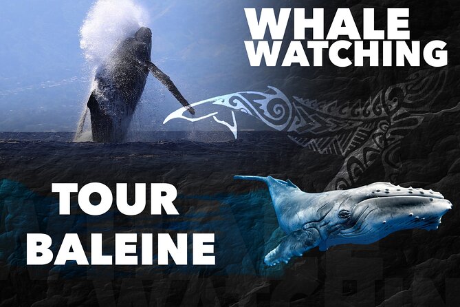 WHALE TOUR - Watching and Swimming with Whales - Meeting at Quai des croisières and Getting Oriented Fast