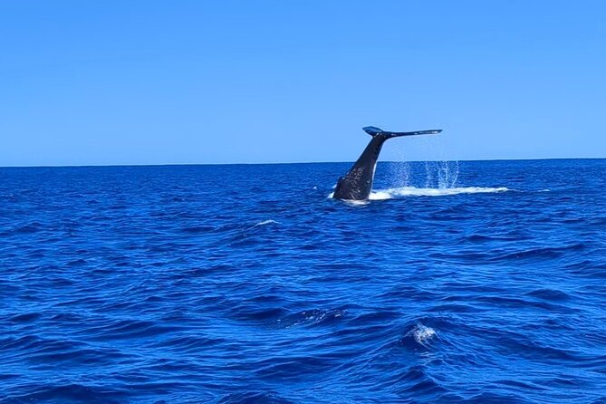 Whale watching 6 people half day - Key highlights you’ll care about