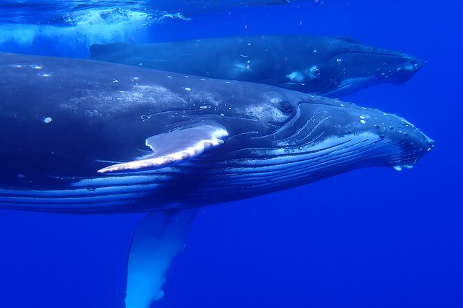Whale watching 6 people half day - Moorea whale watching with a six-person max