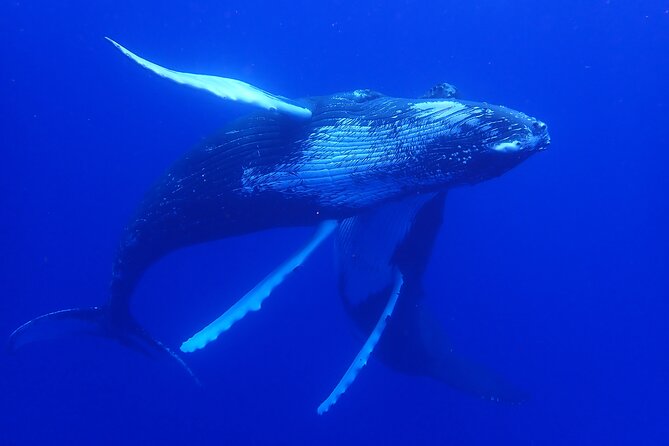 Whale watching 6 people half day - Crew and boats: what a respectful guide does for your experience