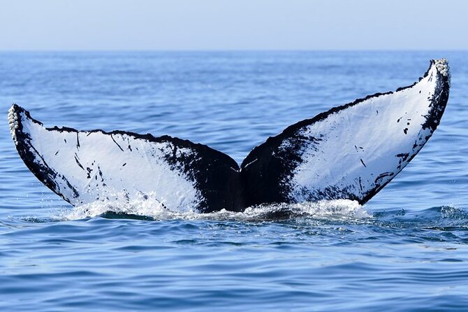 Whale watching 6 people half day - Who should book this Moorea whale swim tour (and who should skip the water)