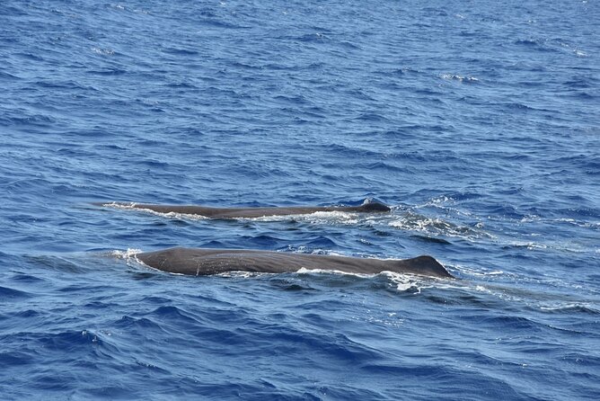 Whale Watching Activity in North Coast - Key Points I’d Highlight Before You Go